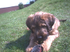 9april2002haar.jpg (155957 Byte)