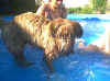 hildorpool7.jpg 